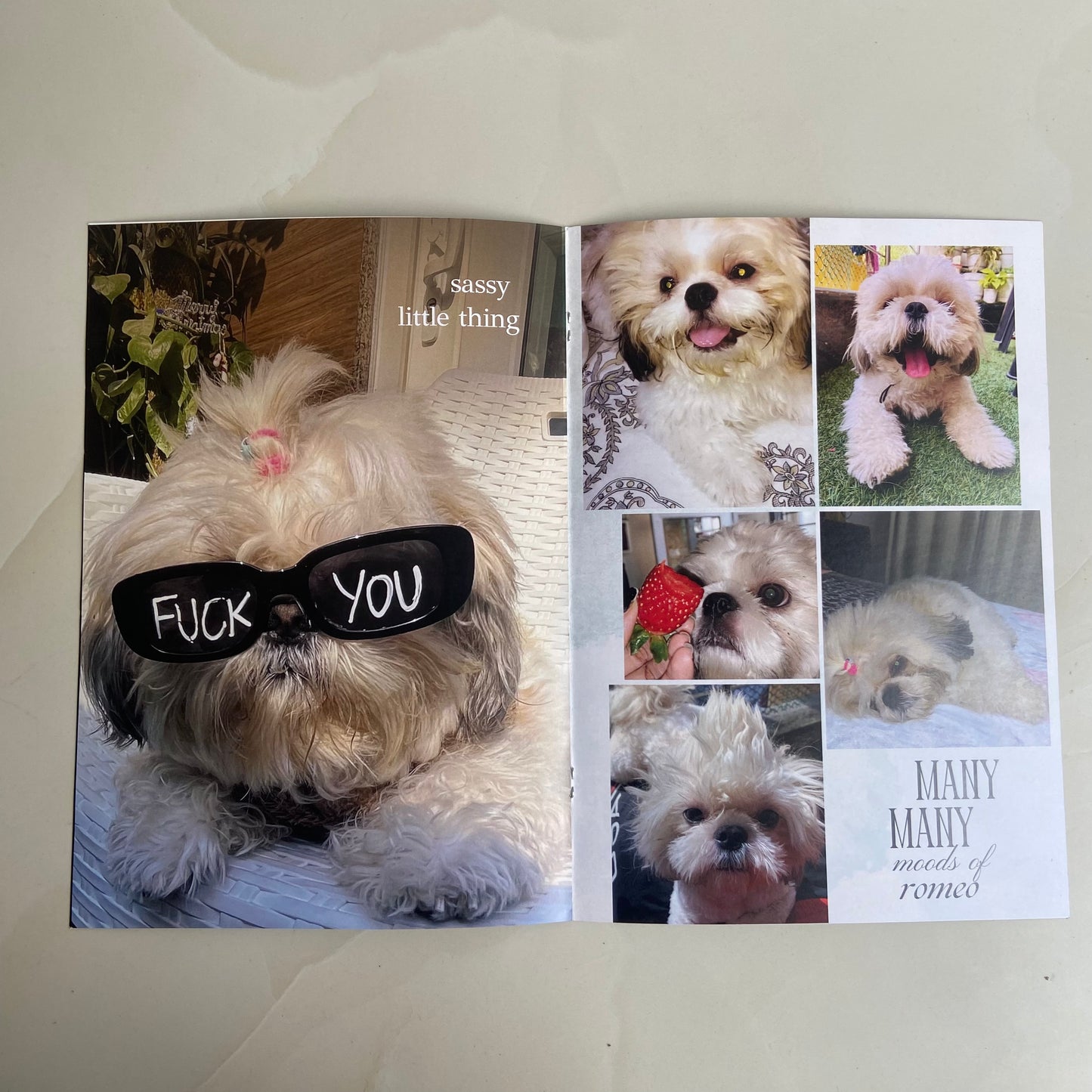 Customised Pet Magazine